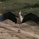 Marabau stork, wings spread