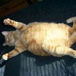 fat orange cat, lying on back