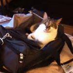 cat lying on top of black carrier