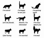 Chart of cat tail positions with captions
