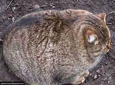 very round grey cat, seated