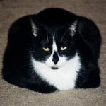 tuxedo cat, fat, hunkered down