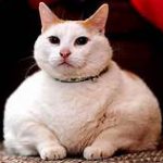 fat white cat with collar, lying down