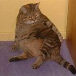 fat brown tabby, seated