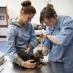 Vet examining cat's ears; owner with cat