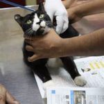 Vet examining black cat