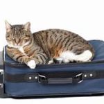 tabby cat lying on top of blue suitcase