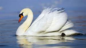 A beautiful white swan