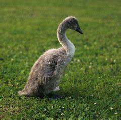 A young swan, not full-grown, still grey-color