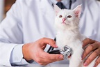 Vet checking white kitten's heart