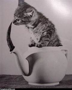 kitten in teapot sniffing tail, coming out the spout