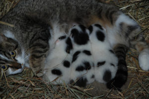 tabby cat with black & white kittens feeding