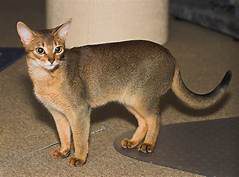 Abyssinian cat, standing