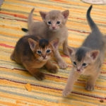 3 Abyssinian kittens