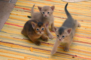 3 Abyssinian kittens
