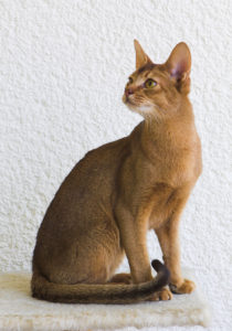 Abyssinian cat, seated