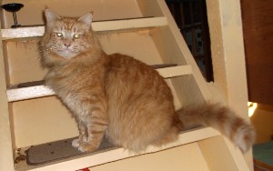 long-haired orange cat