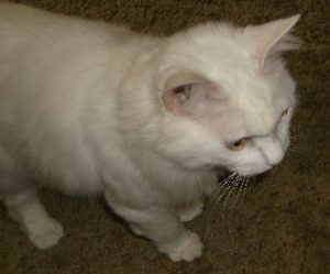 small white cat