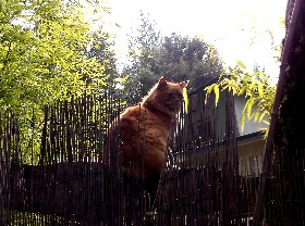 Orange cat on fence