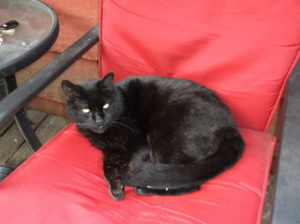 Black cat lying on red chair