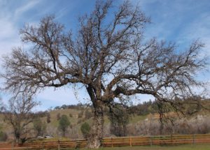 Old oak tree in winter