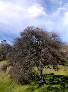 CA tree in winter