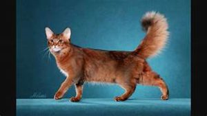 Somali cat, long-hair; plumy tail