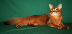 Somali cat lying down