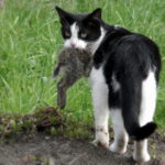 black & white cat carrying animal