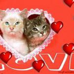 Heads of two cats in white lace heart, red background with word "love"