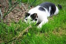 white & black cat stalking critter