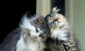Two cats, loving each other