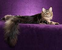 Cat lying posed on purple cover