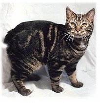 tailless manx cat with dark stripes