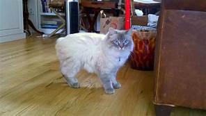 white manx cat