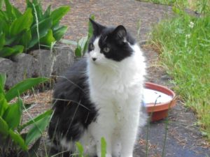 black and white cat, sitting