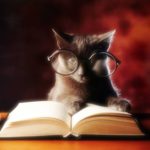 Small black cat with glasses reading book