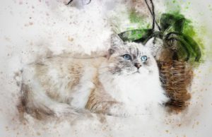 drawing of white cat lying down