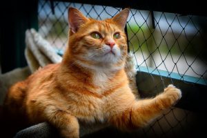 Orange cat, sitting, looking up