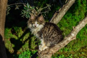 striped cat, white chest, in tree