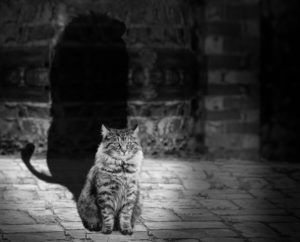 cat, seated, with lion's shadow
