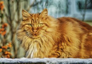 Orange long-haired cat, hunkered