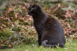 Black cat seated outside