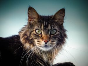 Head, shoulders of long-haired tabby