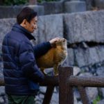 Man petting orange cat on fence