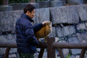 Man petting orange cat on fence