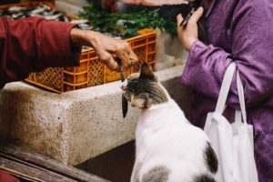 Cat, reaching for treat held out to it