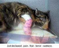 cat with bandaged paws after declawing