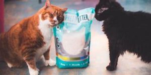 Two cats loving PrettyLitter