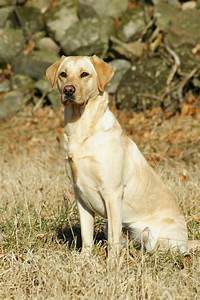 Yellow dog, sitting at attention